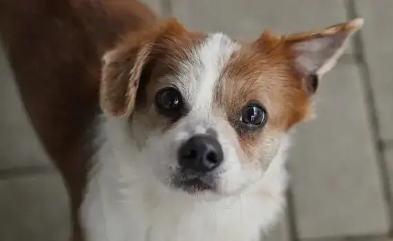 Theo -  - Bild 4