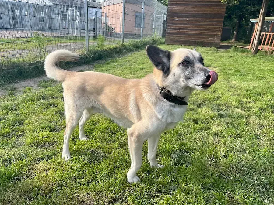 Chester - Deutscher Schäferhund - Bild 16