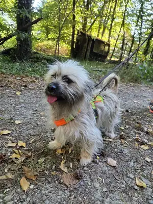 Alfi – Mischling – Bild 2