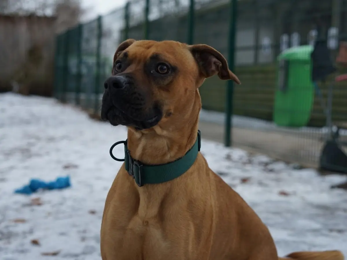 Mocca -  - Bild 2