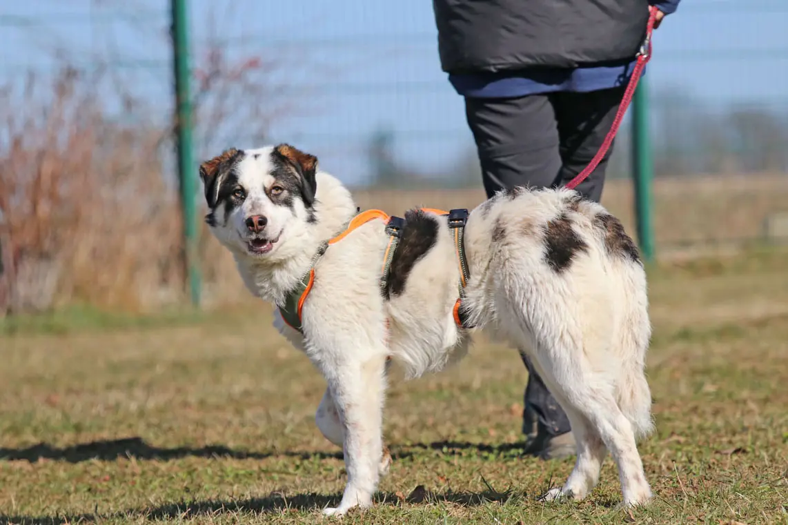 Merlin -  - Bild 1