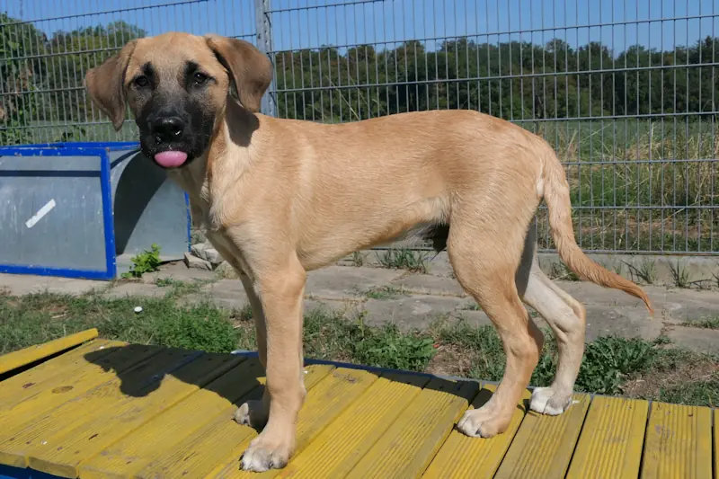 Diesel -  - Bild 1