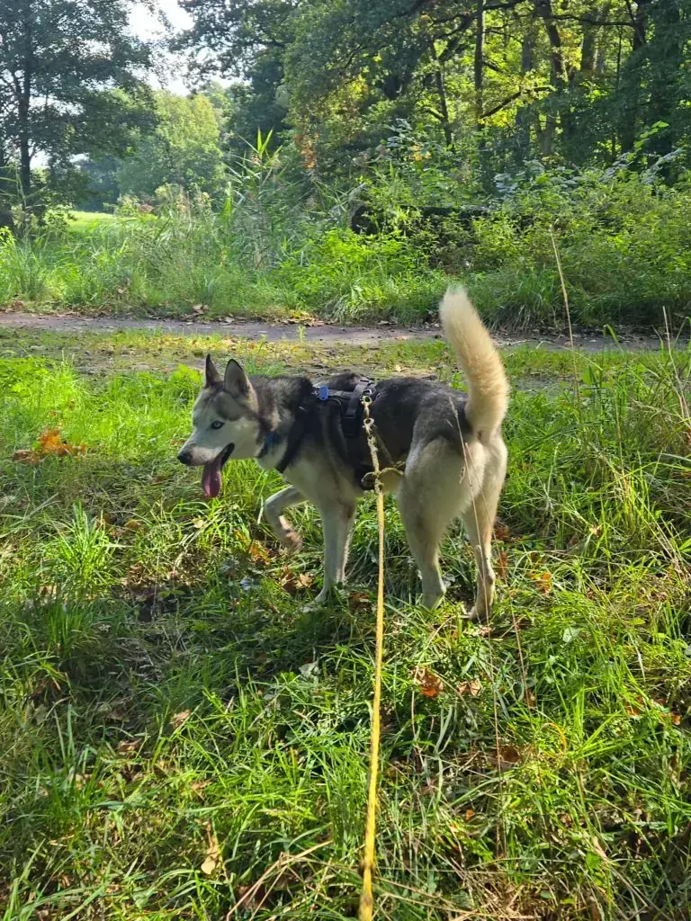 Indiana – Siberian Husky – Bild 2