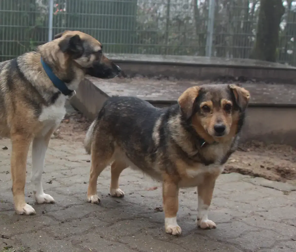Benito -  - Bild 2