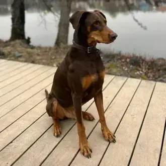 Max - Dobermann - Bild 2