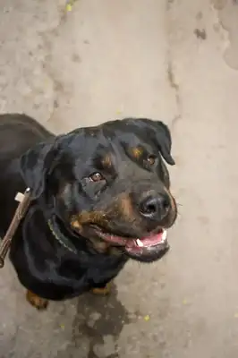 Ophelia – Rottweiler – Bild 4