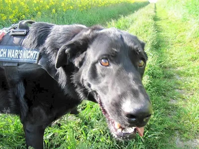 Dongo -  - Bild 4
