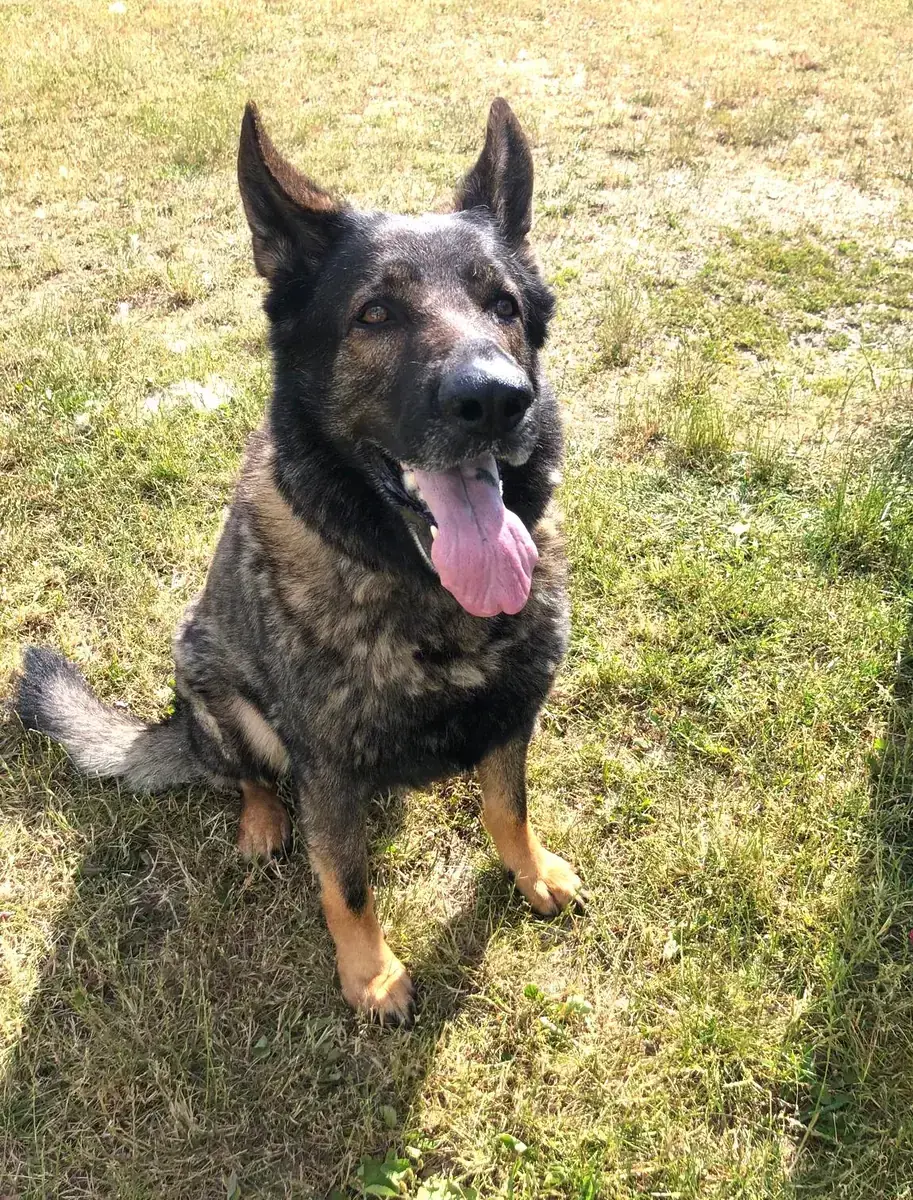Ricco - Deutscher Schäferhund - Bild 2