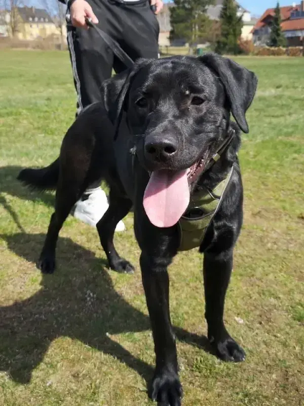 Labrador Retriever-Mix Oskar