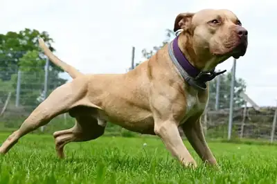 Ace – American Staffordshire Terrier – Bild 11