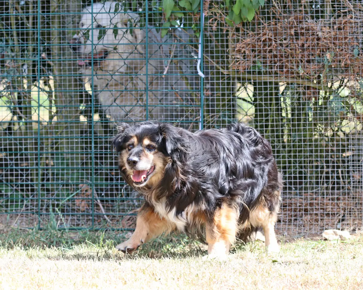 Buddy -  - Bild 7