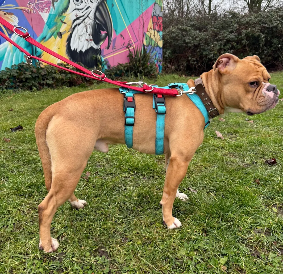 Capone - Englische Bulldogge - Bild 7