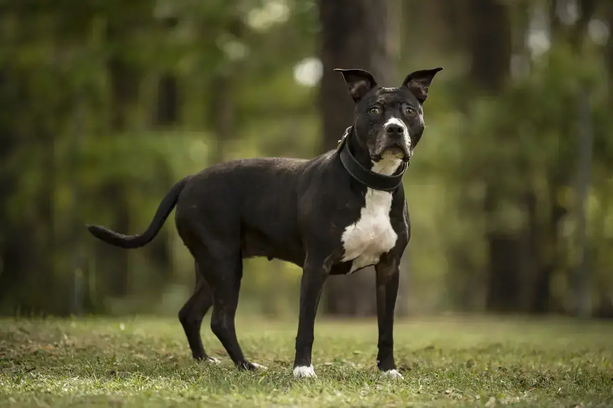 Polly – Staffordshire Bullterrier – Bild 3