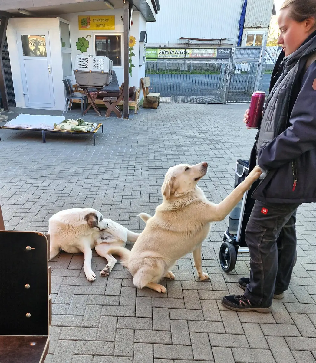 Boa -  - Bild 4