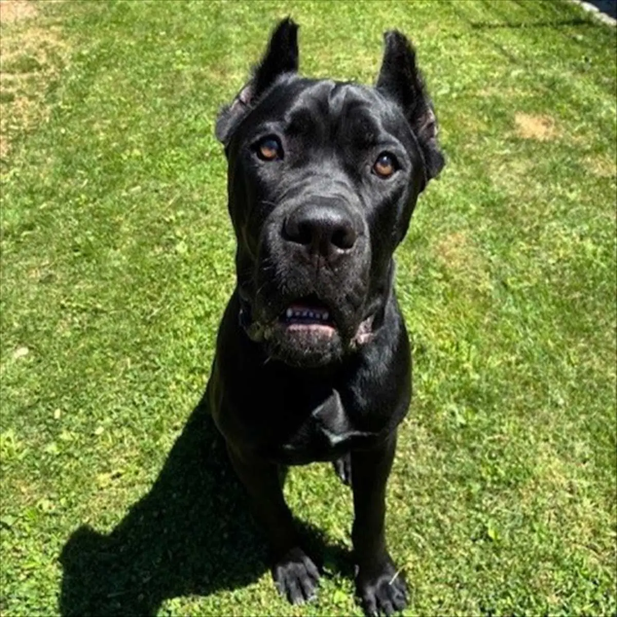 Merlin - Cane Corso Italiano - Bild 3