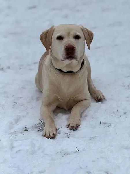 Merry - Labrador Retriever - Bild 3