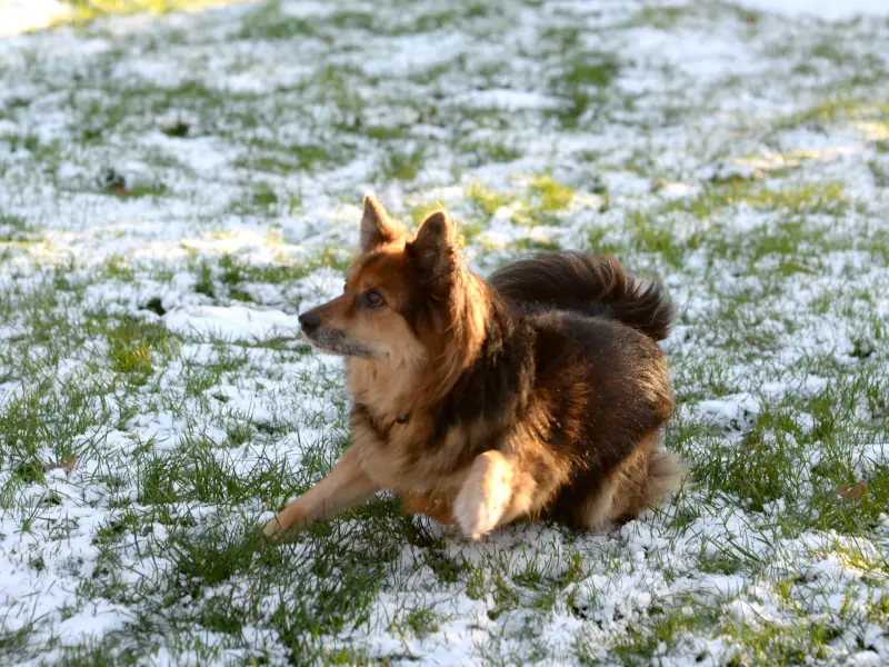 Loui -  - Bild 22