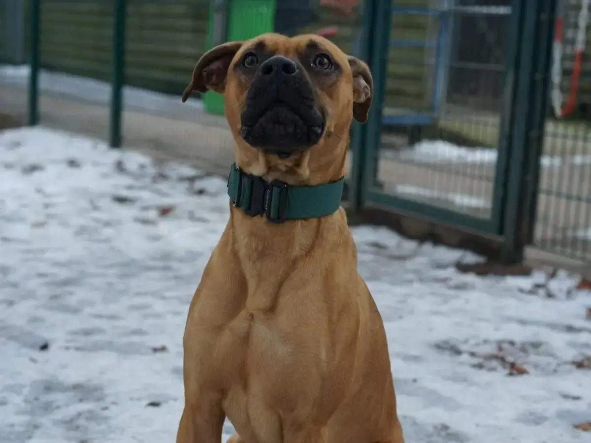 Mocca -  - Bild 1
