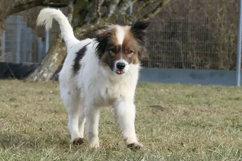 Zorro -  - Bild 1