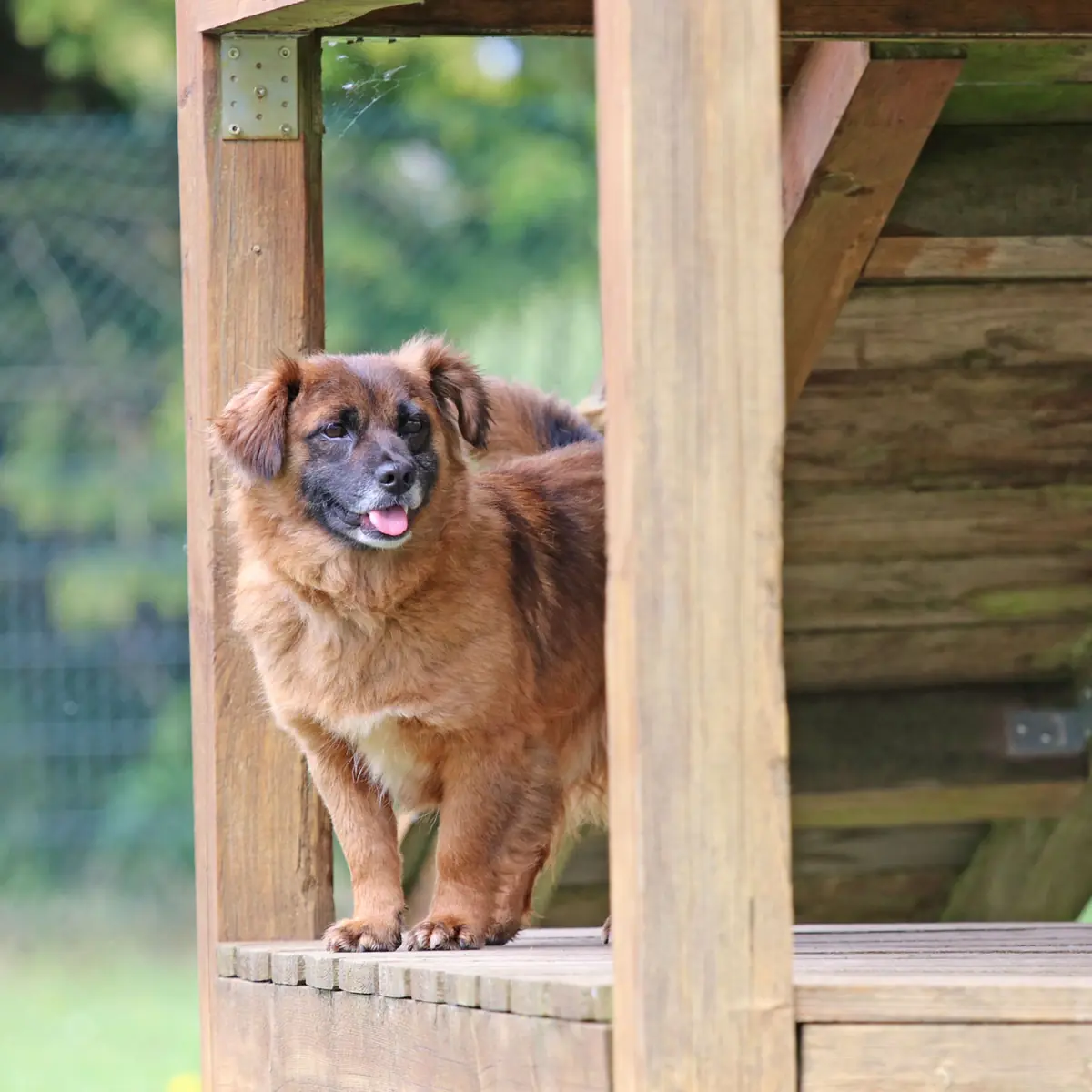 Gino -  - Bild 3