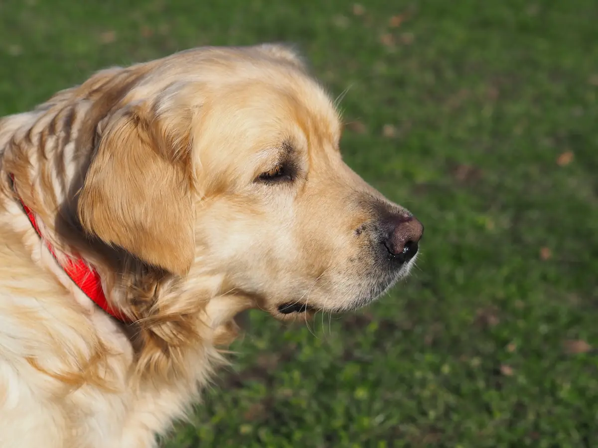 Golden Retriever Nelson