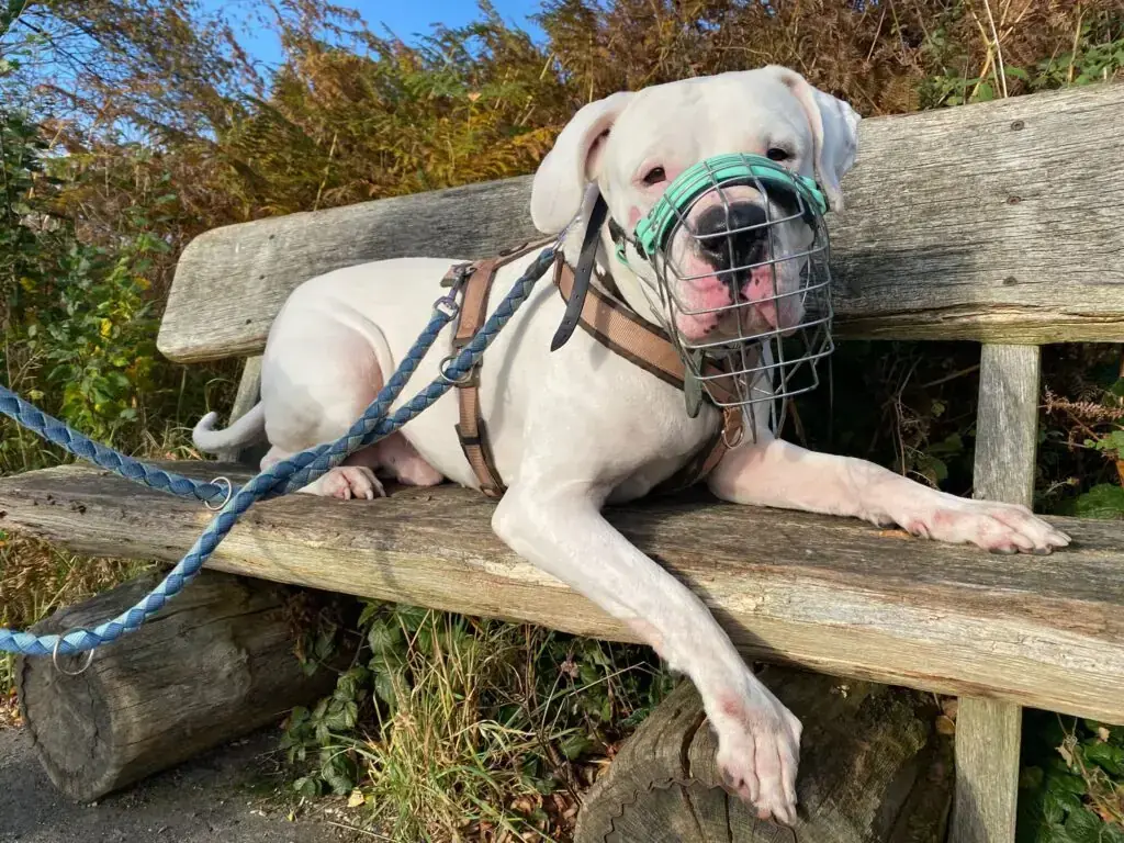 Chicco - Dogo Argentino - Bild 1