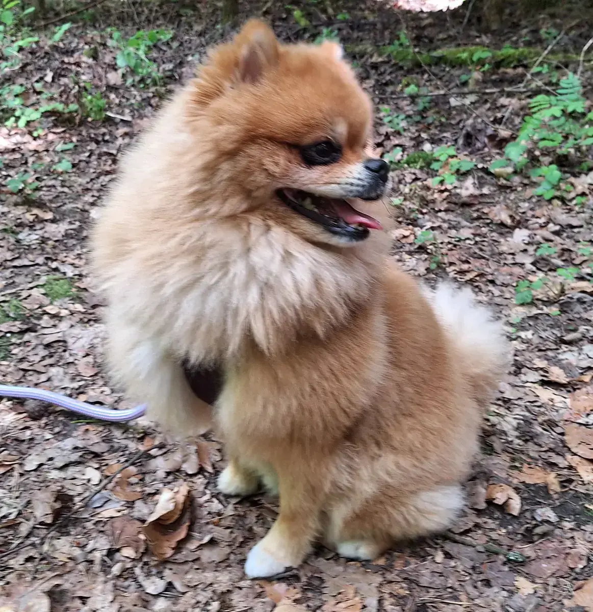 Simba -  - Bild 4