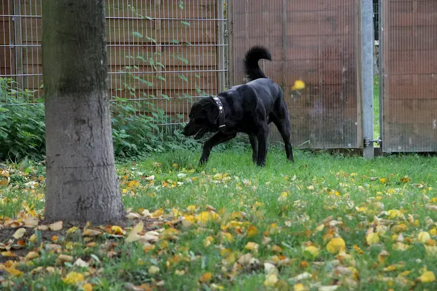 Spike - Labrador Retriever - Bild 7