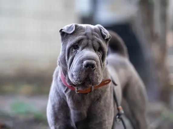 Mei - Shar-Pei - Bild 2