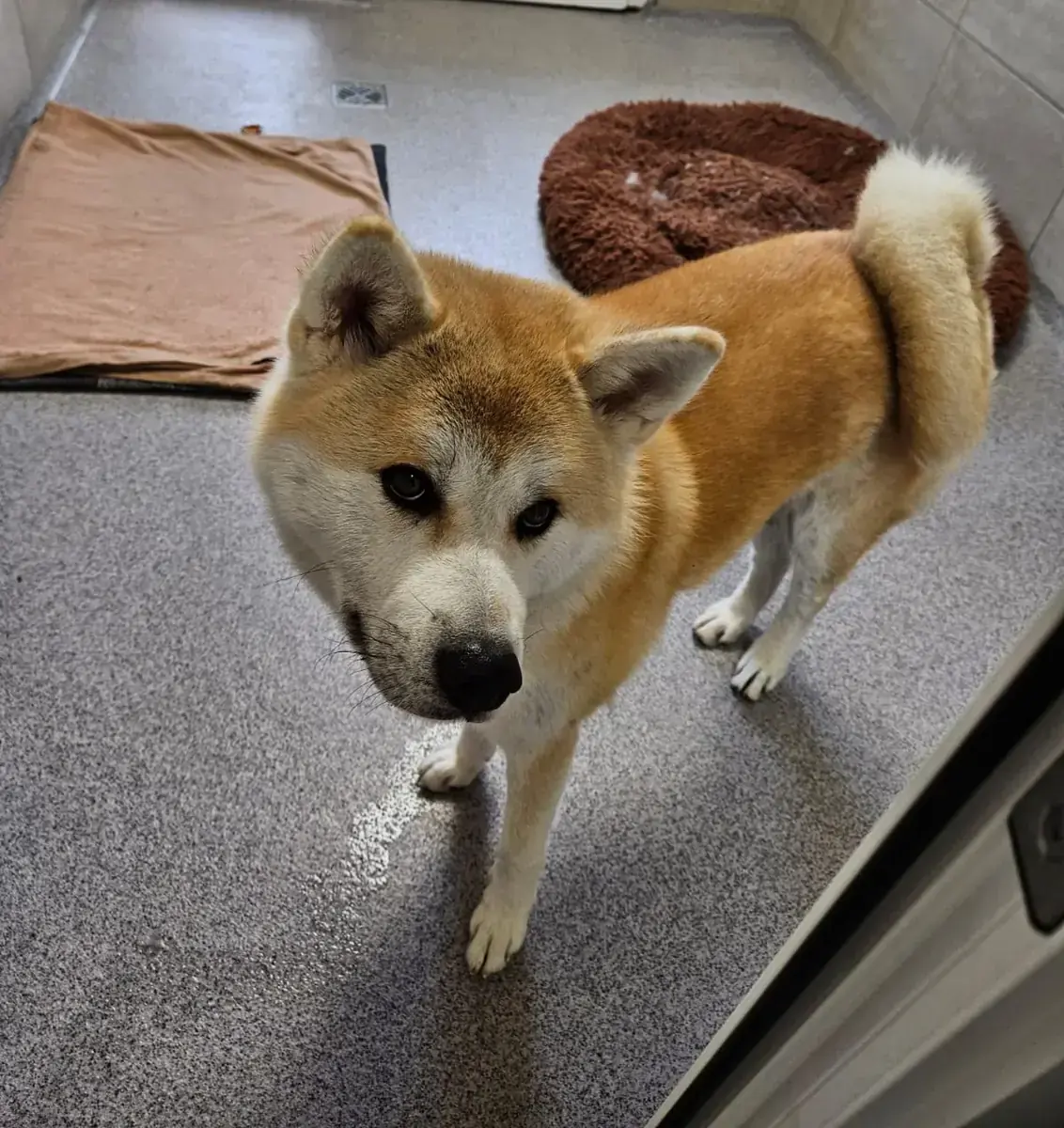Liz - Akita - Bild 7