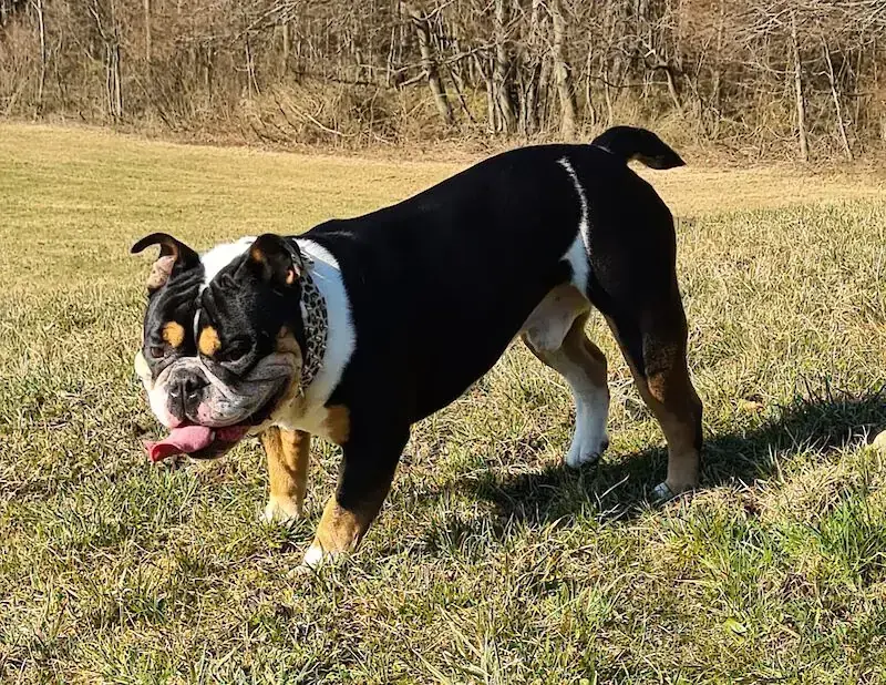 Goliath vom Kaiserblut -  - Bild 2