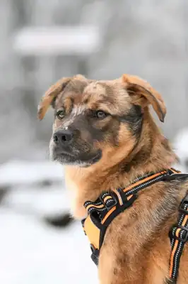 Helmut – Hund – Bild 9