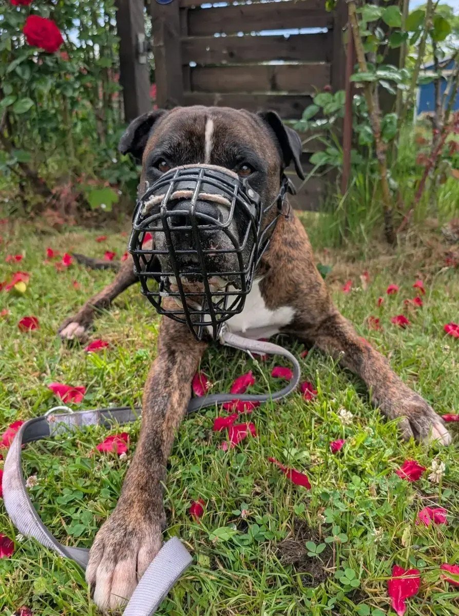 Oskar - Deutscher Boxer - Bild 3