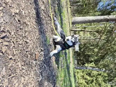 Husky – Siberian Husky – Bild 5