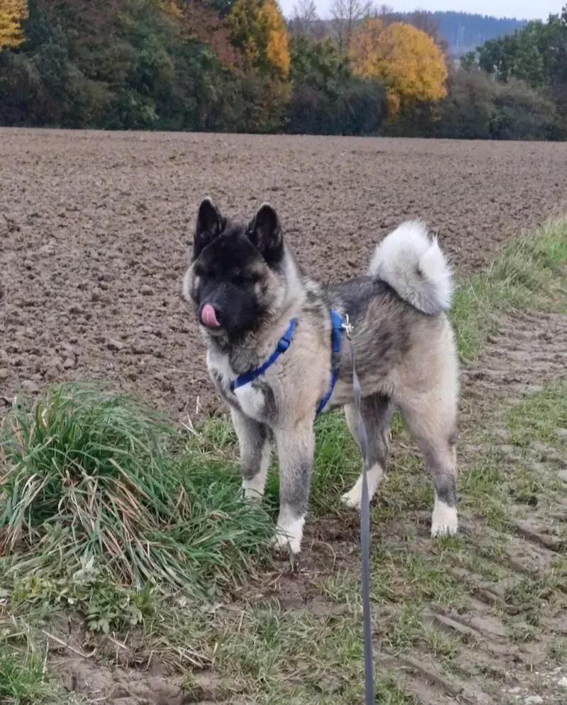 Kaya – American Akita – Bild 4