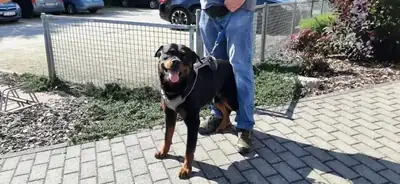 Amigo – Rottweiler – Bild 4
