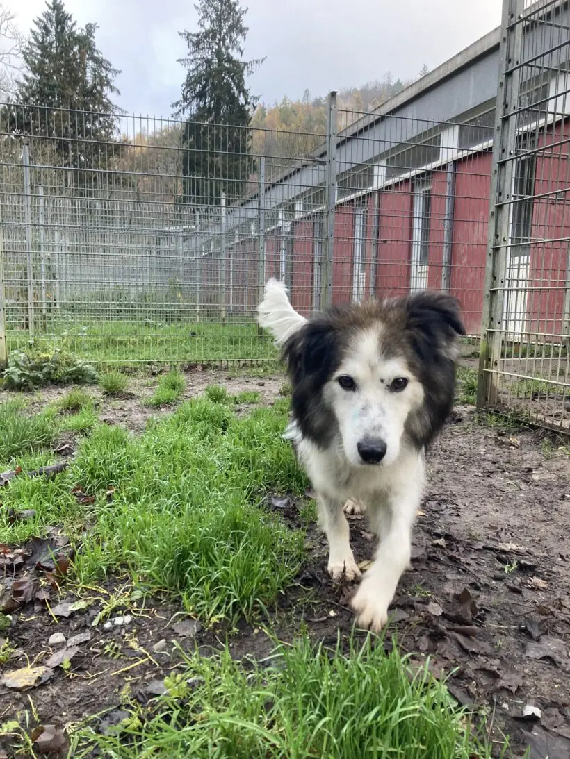 Haribo - Deutscher Schäferhund, Border Collie - Bild 2