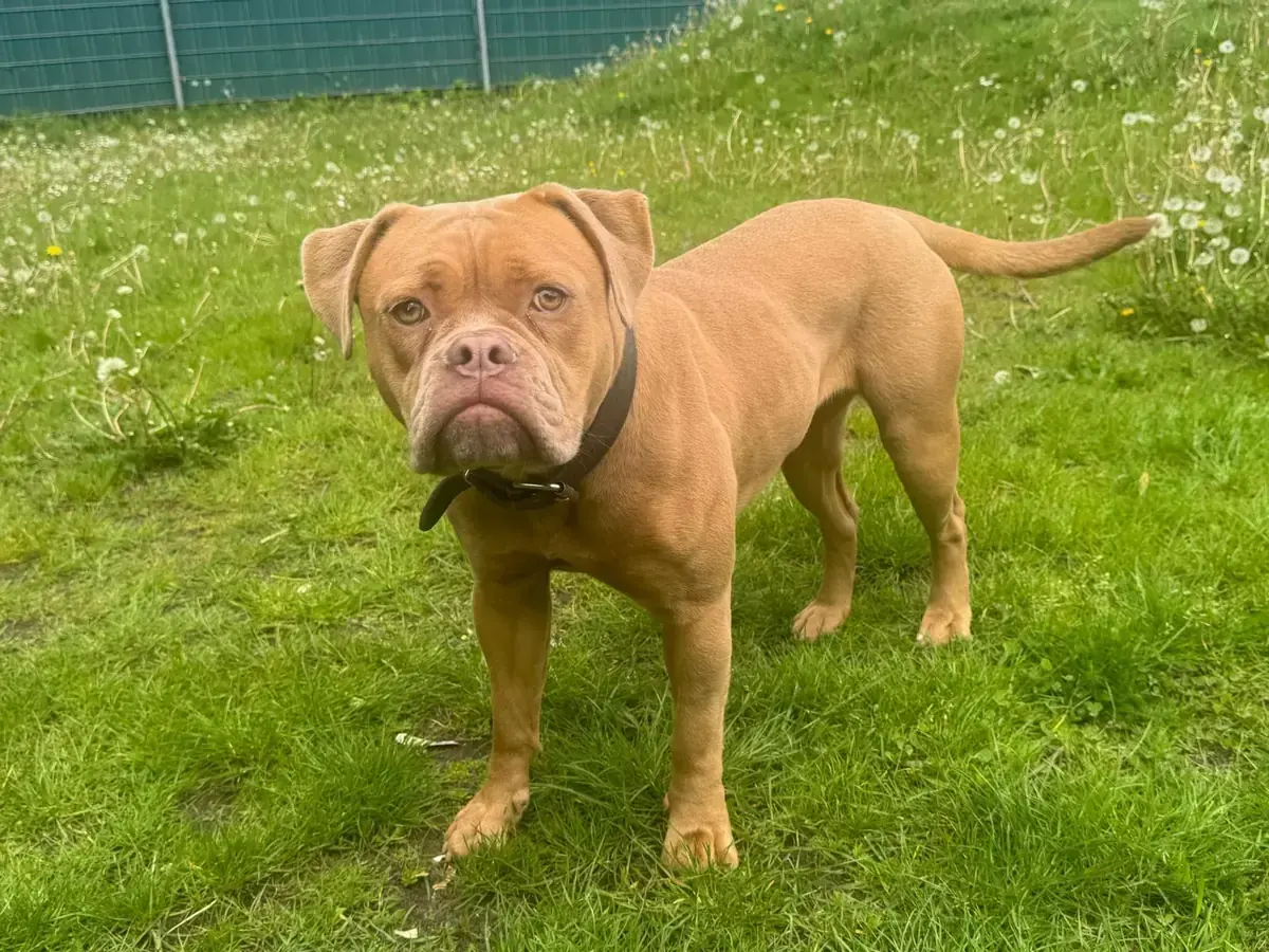 Emmy - Englische Bulldogge - Bild 1