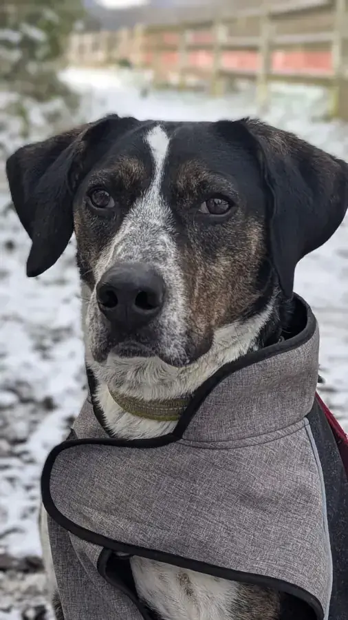 Bounty - Serbischer Laufhund - Bild 3