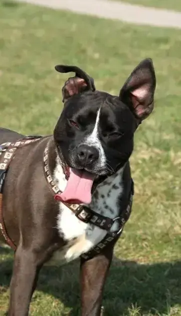 Staffordshire Bullterrier Ato