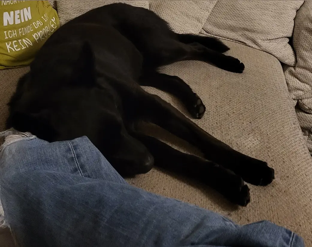 Kuroo - Deutscher Schäferhund - Bild 5