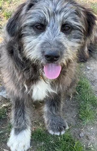 Bailey - Ciobănesc Românesc Mioritic - Bild 9