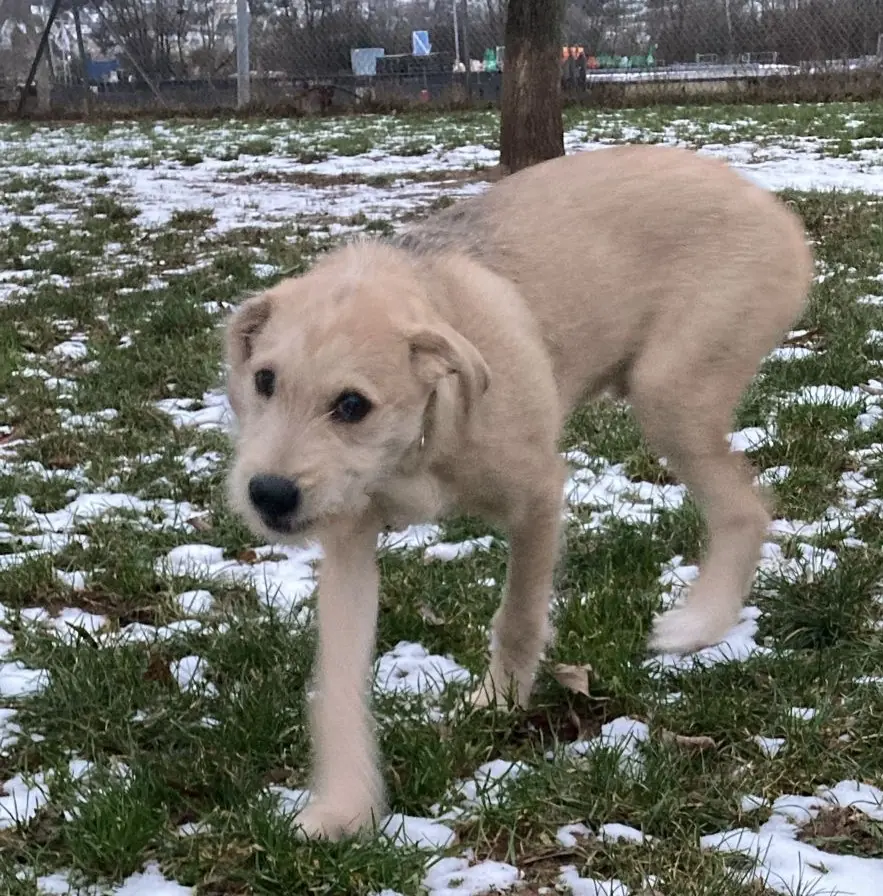 Balu -  - Bild 1