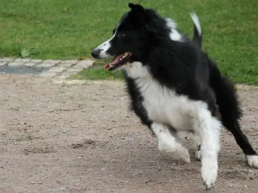 Border Collie Cook