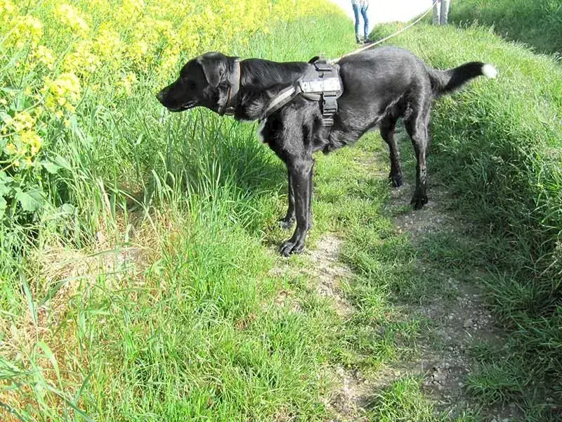 Dongo -  - Bild 6