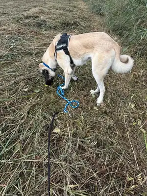 Matilda – Kangal-Hirtenhund – Bild 9