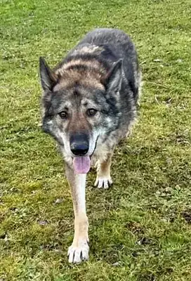 Wölfchen – Hund – Bild 11