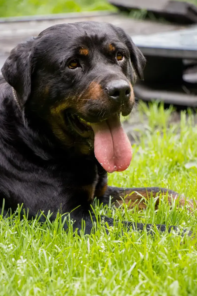 Oxana - Rottweiler - Bild 5
