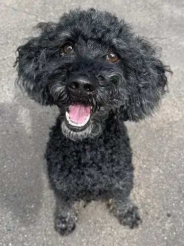 Blacky - Pudel - Bild 2