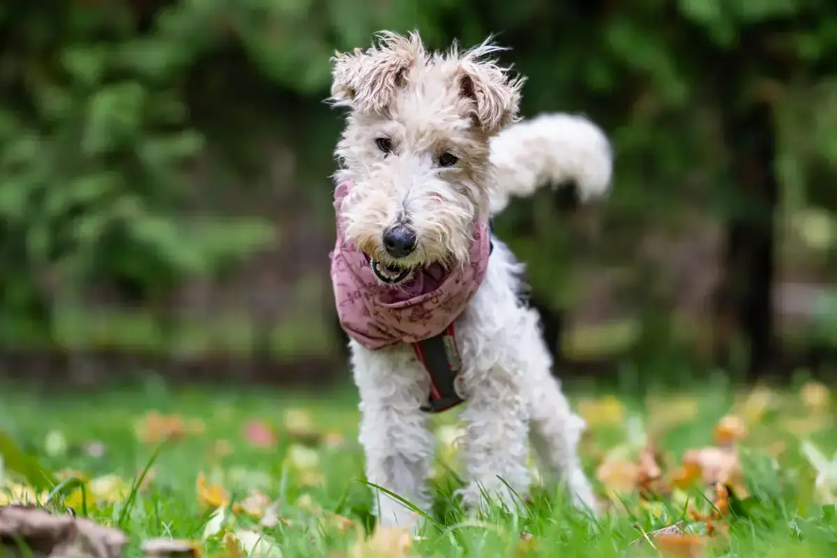 Foxterrier Drahthaar Gerda
